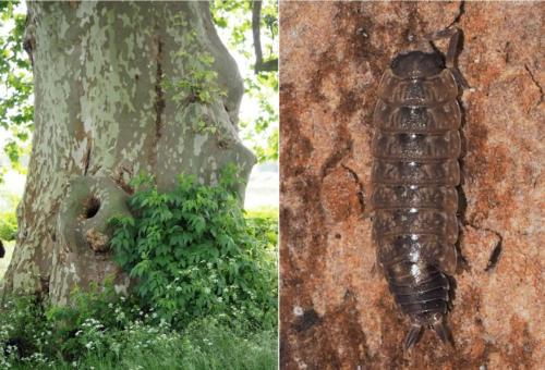 Acaeroplastes melanurus